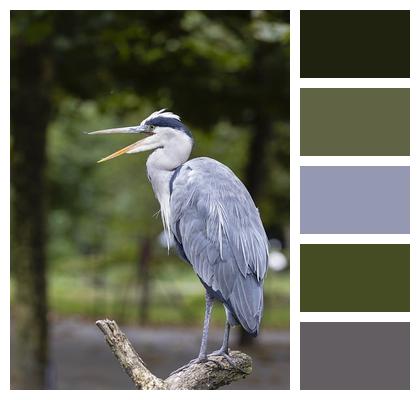 Grey Heron Heron Bird Image